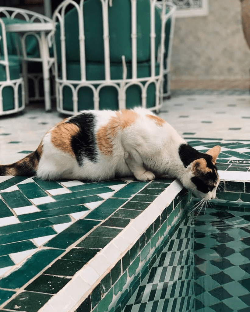 zelliges faïence lyon